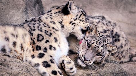 Download Wallpaper 1920x1080 Snow Leopards Predators Couple Care