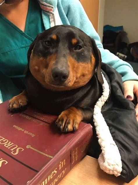 Incredible Story Of Sausage Dog Who Blew Up Like A Balloon And Had To