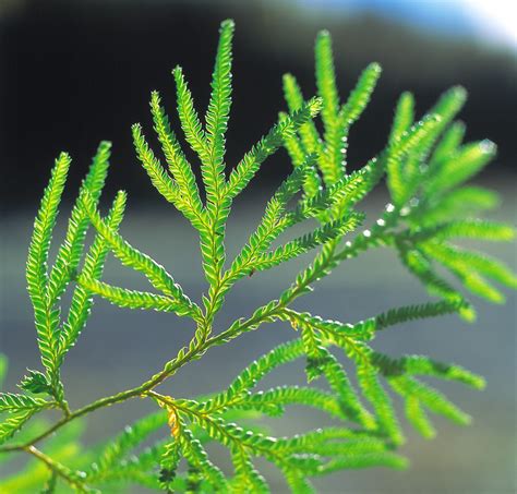 Ferns The Glory Of The Forest New Zealand Geographic