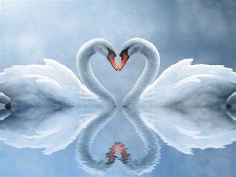 Download Swan Love Screensaver 2.0
