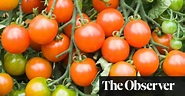 The five: genetically modified fruit | Gene editing | The Guardian