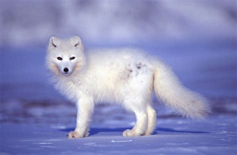 Tundra Animal List Facts Adaptations Pictures