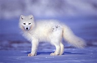 Tundra Animal List, Facts, Adaptations, Pictures