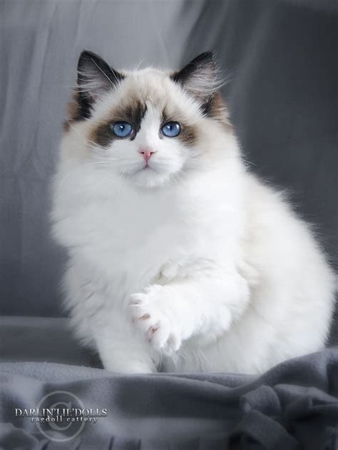 Darlinlildolls Ragdoll Kitten Breeder Ontario