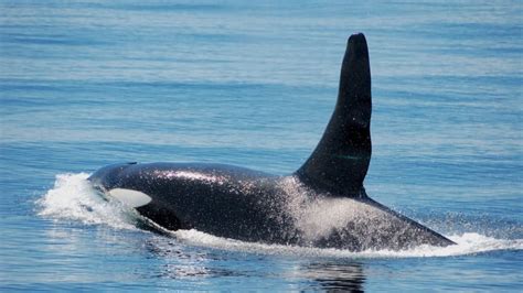 Vain 2 mailin päässä on. Pod of orcas spotted swimming off Canso | CBC News
