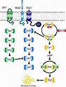 Signal transduction pathways that regulate C. albicans morphogenesis ...