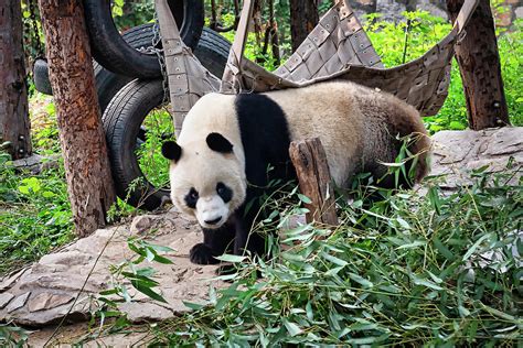 Playful Panda Beijing Zoo China Photograph By Jon Berghoff