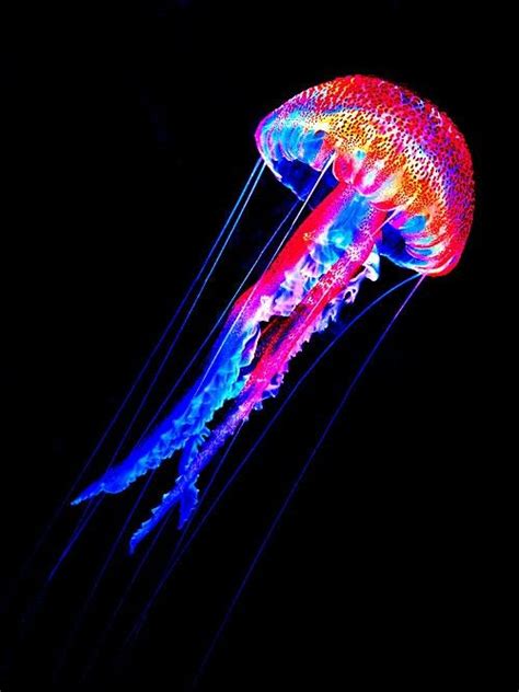 Jellyfish Beautiful Sea Creatures Jellyfish Art Ocean Creatures