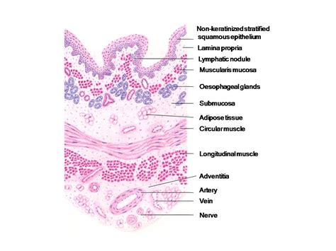 Histology Diagrams Special Histology Specific Points