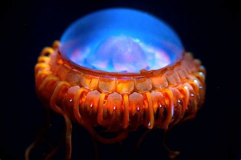 Atolla Jellyfish Weird Sea Creatures Deep Sea Creatures Ocean Creatures