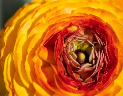 Premium Photo Beautiful Flowers Of Yelloworange Buttercup Ranunculus
