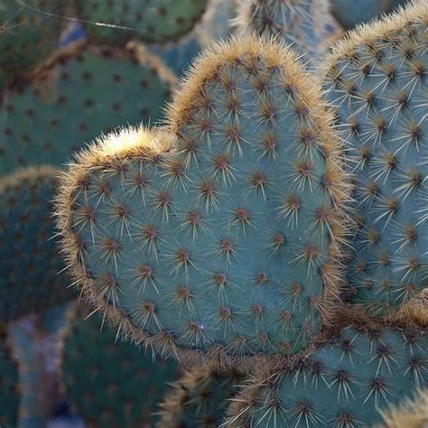 Cacti Love Heart In Nature Cactus Plants Cactus