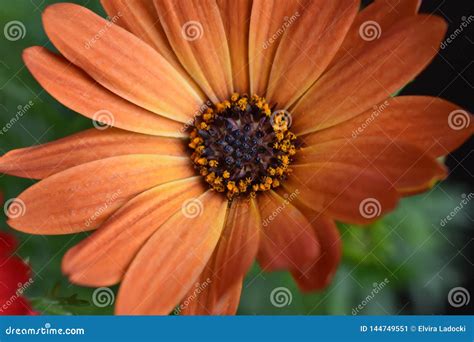 Very Pretty Colorful Spring Flowers Close Up Stock Image Image Of