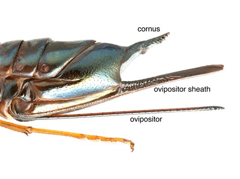 Glossary Sawfly Genus