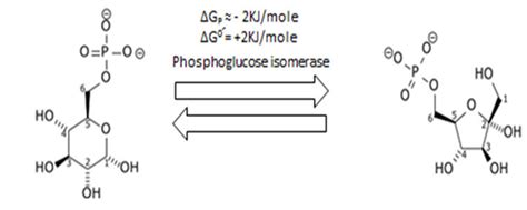 Shows Isomerization Of Glucose 6 Phosphate Into Fructose 6 Phosphate