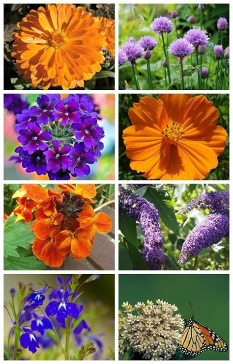 Plants That Attract Monarch Butterflies Plants Bn