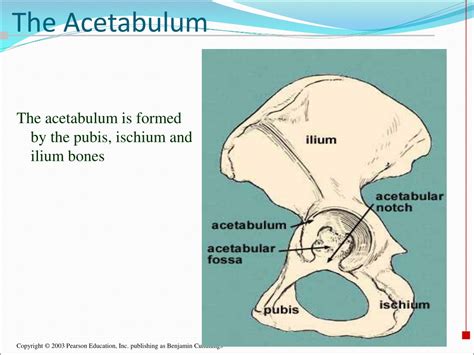 Ppt Appendicular Skeleton Pelvic Girdle And Lower Limbs Powerpoint