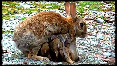 Rare Footage Of A Wild Rabbit Feeding Her Babies Youtube