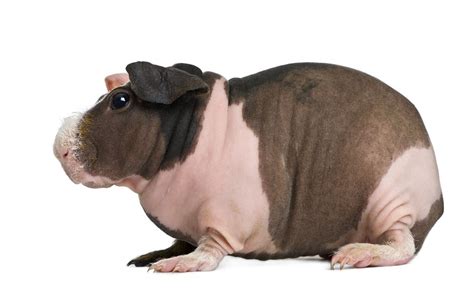 Everything You Need To Know About Hairless Skinny Pigs Laptrinhx News