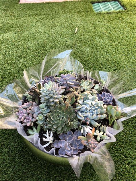 Succulent Coffee Table Centerpiece Coffee Table Centerpieces Cabbage