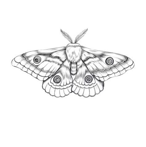 Moth Illustration In 2020 Moth Tattoo Design Moth Illustration