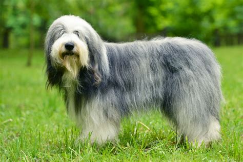 Top 13 Long Haired Dog Breeds Will Make You Envy Them Pet Comments