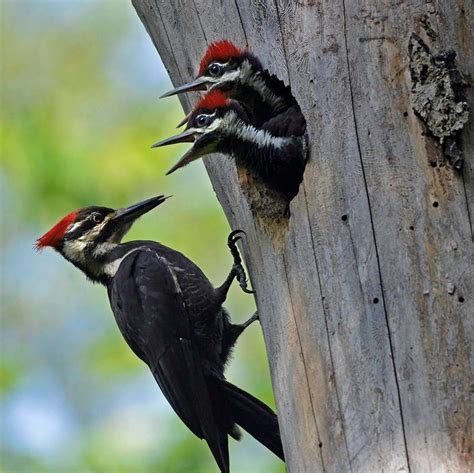 Pacific Northwest Woodpeckers Online Class — Treesong Nature Awareness