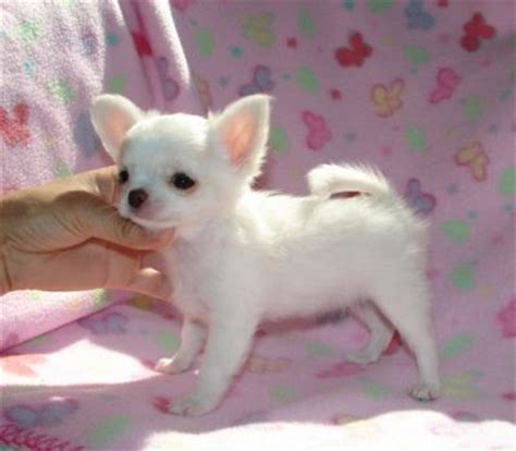 Il piccolo era stato trovato abbandonato e ci è voluto del tempo perchè potesse aprire il suo cuore ai suoi salvatori. Chihuahua cuccioli per l'adozione