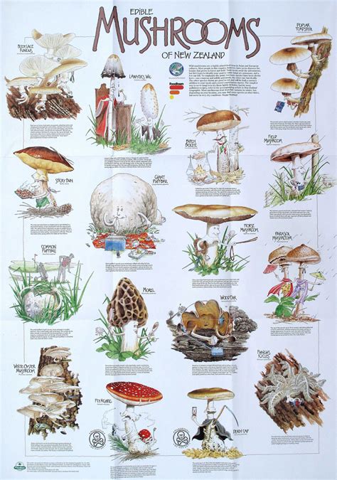 Edible Mushroom Guide Book Guide For Information