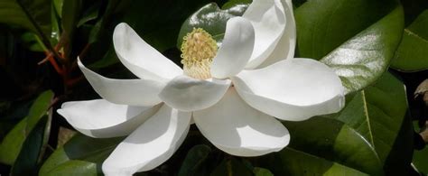 Louisiana State Flower Magnolia Facts Best Flower Site