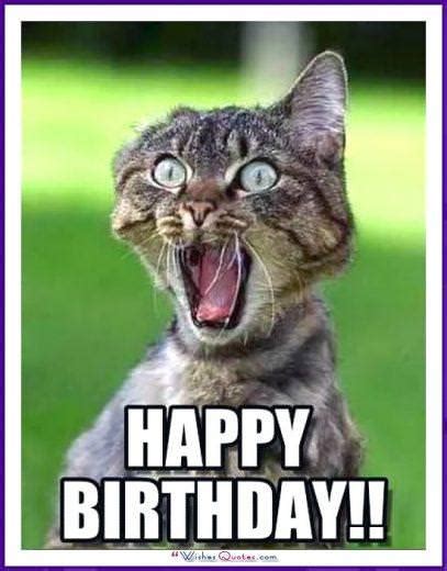 Happy Birthday Memes With Funny Cats Dogs And Animals
