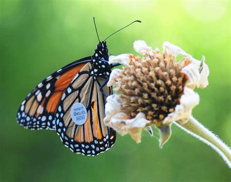 Monarch Butterfly Research Wsu Insider Washington State University