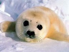 Descubre la belleza de la Foca Arpa (Harp Seal)