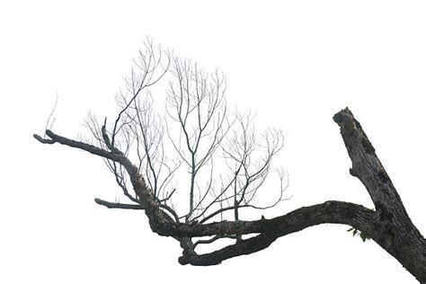 1400 Deciduous Bare Tree Empty Branches Black Silhouette Stock Photos