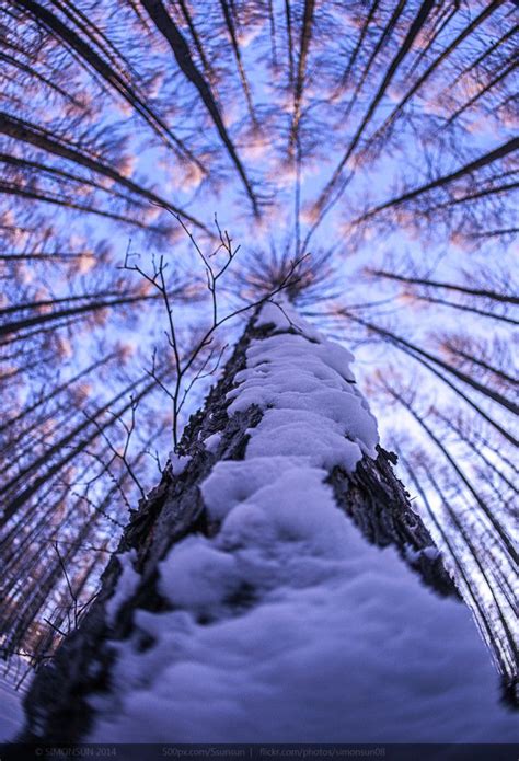 The Sensational World Of Snow Photography Bored Art