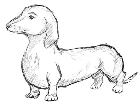 Dachshund Drawing At Getdrawings Free Download