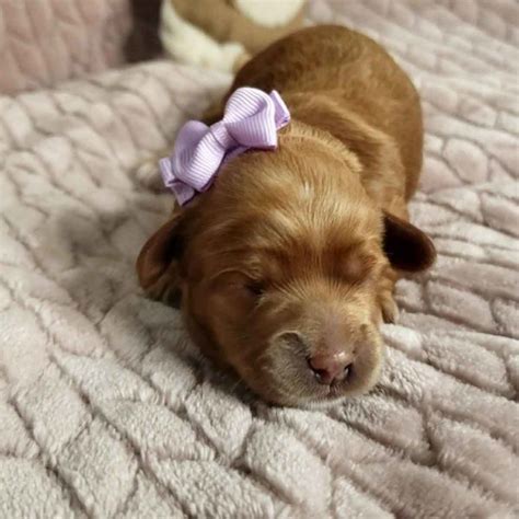 Sunny Micro Cavapoo Girl Cavapoo Puppies For Sale