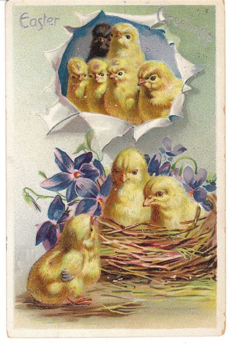 Vintage Postcard Easter Chicks In Nest Violets 1909 Embossed Easter