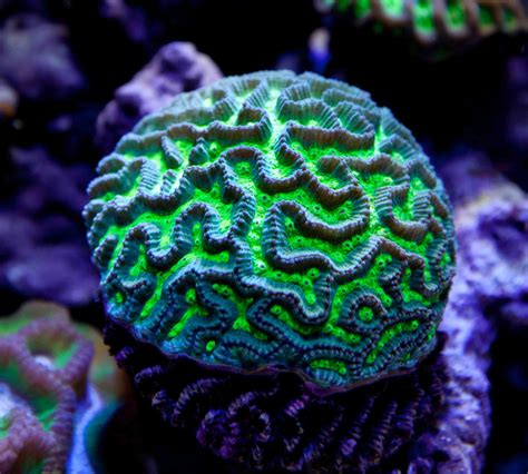 The 25 Best Brain Coral Ideas On Pinterest Corals Underwater Life