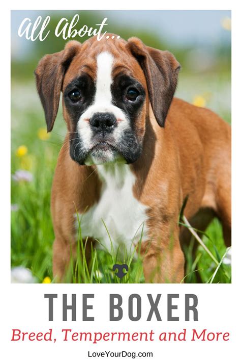 Boxer Breed Information Traits Facts Temperament And More Boxer