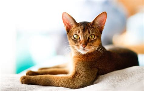 15 Most Unique Cat Breeds