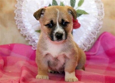 These smaller pet puppies have perky personalities, excellent hearing, and they are always very aware of any changes in their surroundings. Elsa | Welsh Corgi Mix Puppy For Sale | Keystone Puppies