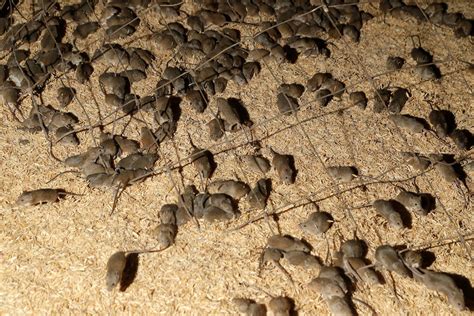 Photos Show A Plague Of Mice Swarming New South Wales Australia Where