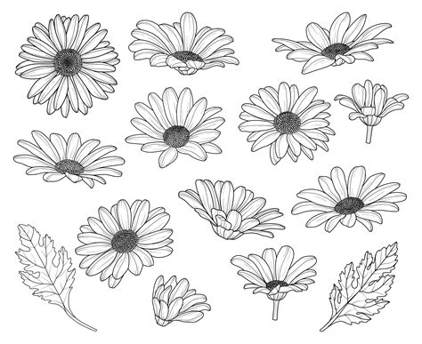 Drawing Daisies Flowers Beautiful Flower Arrangements And Flower Gardens