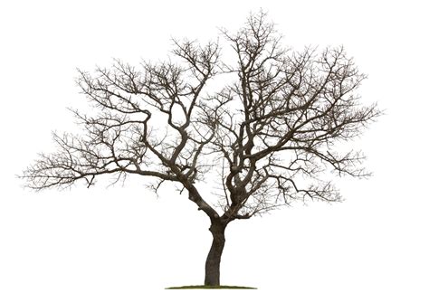 Maybe you would like to learn more about one of these? How to Save a Dying Tree - Gardenerdy