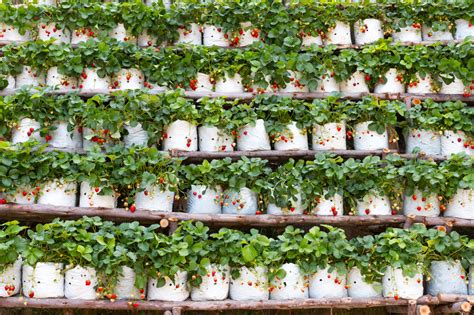 How To Start A Vertical Farm At Home Green Garden Tribe