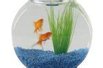 Maybe you would like to learn more about one of these? What pH Level is Safe for a Koi Pond? | Animals - mom.me
