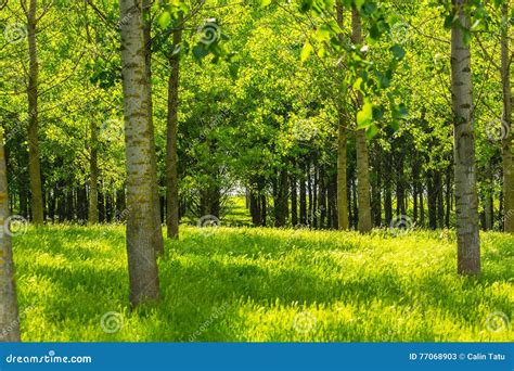 Poplar Trees And White Pollen In A Forest In Spring Stock Image Image