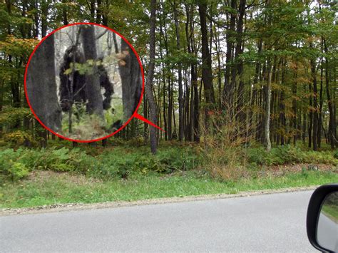 But little do they know, hairco. Bigfoot exists, and we've got his DNA: researchers