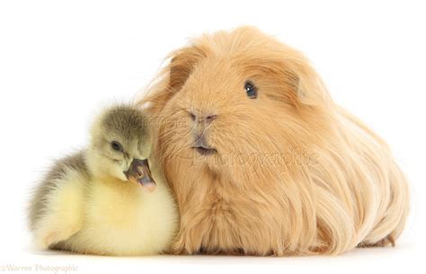 Cute Gosling And Hairy Guinea Pig Photo Wp40560